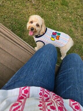 NWT Bark White Striped Dog Tee with Multicolor 'Feed Me' Print and Navy Trim